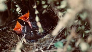 Photo of La crisi climatica sta cambiando il ciclo di vita degli uccelli: cosa succede e perché è rischioso
