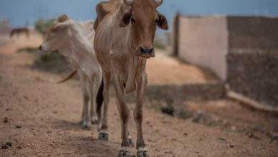 Photo of Siccità, milioni di persone alla fame nel Corno d’Africa: crescono anche violenze e abusi