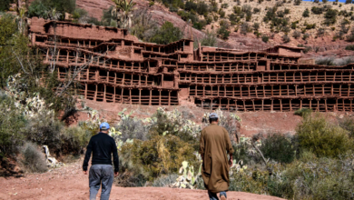 Photo of La peggiore siccità degli ultimi 40 anni sta decimando le api in Marocco
