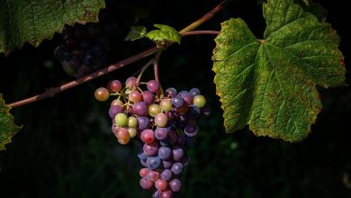Photo of Cambiamento climatico, ora si produce vino anche in Norvegia