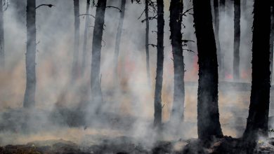 Photo of Incendi nel sud degli USA già da record: mai così tanti negli ultimi 10 anni