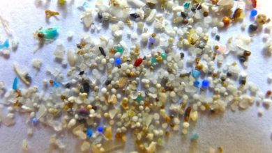 Photo of Microplastiche trovate per la prima volta nei polmoni degli esseri viventi