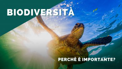 Photo of Perché è importante la biodiversità?