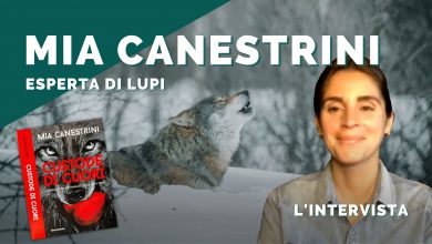 Photo of I lupi in Italia, tra rischi e pregiudizi: l’intervista con l’esperta Mia Canestrini