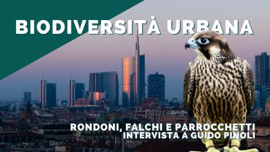 Photo of Rondoni, falchi e parrocchetti: lo stato della biodiversità urbana con Guido Pinoli