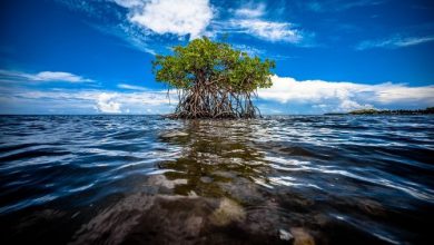 Photo of Biodiversità, il fondamento su cui costruire un futuro sostenibile per tutte le forme di vita