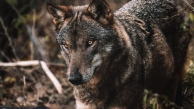 Photo of È cresciuta la popolazione dei lupi in Italia: i risultati del primo monitoraggio nazionale