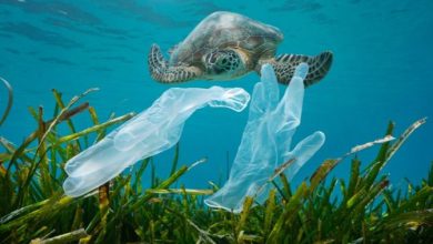 Photo of Approvata dopo 4 anni la Legge Salvamare. Costa: «una pietra miliare»