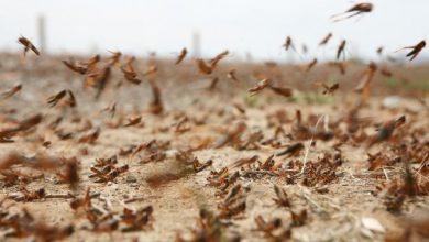 Photo of Sardegna, dopo un inverno secco nuova invasione di cavallette nella provincia di Nuoro