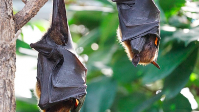 Photo of La crisi climatica alimenta la diffusione «potenzialmente devastante» di nuove pandemie