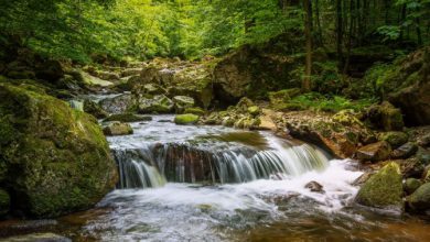 Photo of La natura importante come il profitto: la ricetta per la sopravvivenza dell’umanità