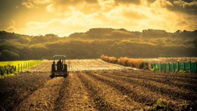 Photo of Agricoltura allo stremo per la siccità, l’allarme Coldiretti: “abbiamo già perso un terzo delle produzioni nazionali”