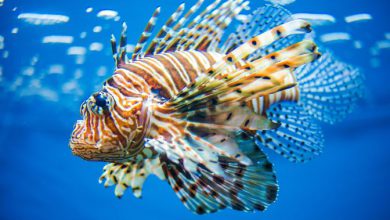 Photo of 4 pesci alieni da conoscere e riconoscere: le linee guida per identificarli