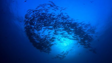 Photo of La crisi climatica potrebbe far diminuire la disponibilità degli Omega-3