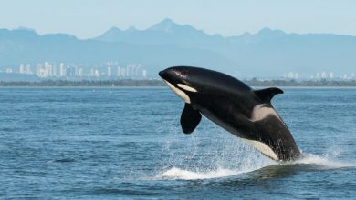 Photo of Gli animali a rischio estinzione sono più numerosi del previsto