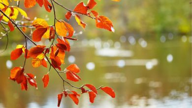 Photo of Autunno meteo al via a inizio settembre: quali le differenze con le stagioni astronomiche?