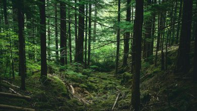 Photo of Le foreste stanno diventando meno resilienti a causa della crisi climatica