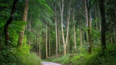 Photo of Gli alberi parlanti del bosco 4.0