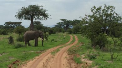 Photo of In Zimbabwe è iniziato il trasferimento di migliaia di animali a rischio cambiamenti climatici