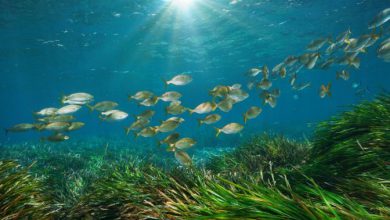 Photo of Crisi climatica, Mediterraneo più acido, meno fertile e meno ossigenato. Lo studio