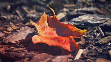 Photo of L’equinozio segna l’inizio dell’autunno 2022: perché quest’anno non cade il 21 settembre?