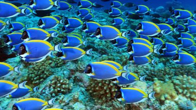 Photo of Oceano, il riscaldamento accelera con effetti sui fenomeni meteo estremi