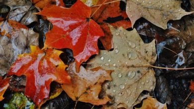 Photo of Halloween con caldo anomalo poi si cambia: all’inizio di novembre l’autunno alza la voce