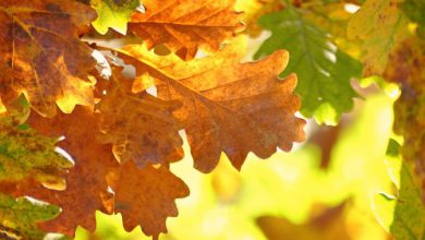 Photo of Foliage: perché in autunno le foglie cambiano colore e cadono?