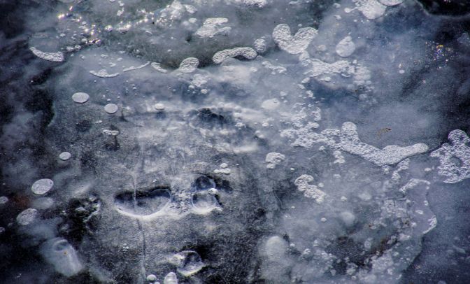 virus ghiacci permafrost pandemia