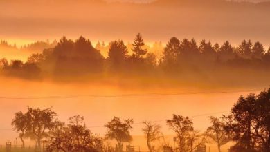 Photo of Caldo anomalo e tanto sole, ma attenzione alla nebbia