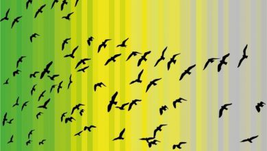 Photo of Biodiversità, ultima chiamata? A dicembre l’incontro per un nuovo accordo globale