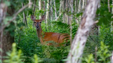 Photo of Clima e biodiversità, un legame strettissimo da cui dipende anche il nostro futuro