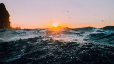 Photo of Acidificazione degli oceani, quali conseguenze rischiamo?