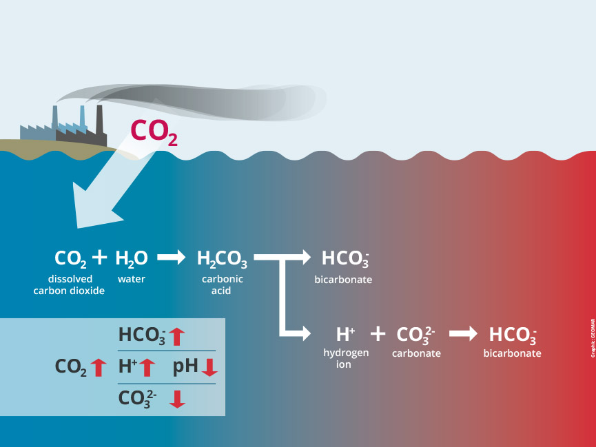 acidificazione oceani