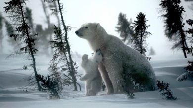 Photo of In soli 35 anni potremmo perdere 3 orsi polari su 10