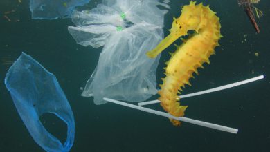 Photo of Plastica monouso, aumenta la produzione nonostante gli impegni