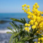 meteo festa della donna 8 marzo