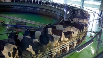 Photo of Cibo e clima: il solo consumo di carne, latticini e riso ci farà superare la soglia di 1,5°C