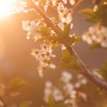 equinozio primavera