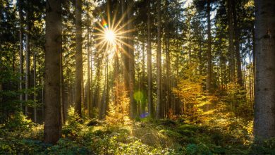 Photo of Stiamo sottovalutando il ruolo delle foreste per il clima