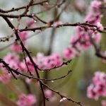 meteo pasqua