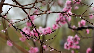 Photo of Meteo Pasqua e Pasquetta: le ultime previsioni