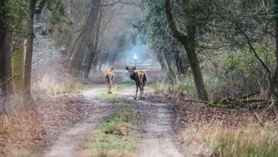 Photo of Il cervo italico torna in natura