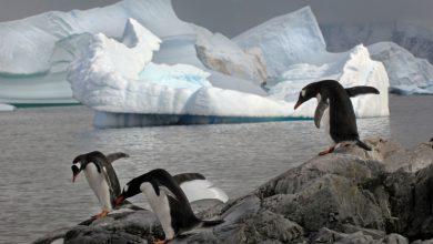 Photo of Antartide, la fusione del permafrost genera più emissioni del previsto