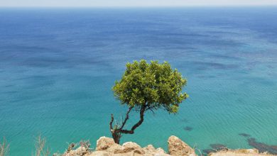 Photo of Anche il Mediterraneo subirà un processo di acidificazione