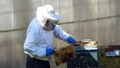 Photo of Api: quasi il 50% delle colonie negli Stati Uniti lo scorso anno è morto ma la popolazione complessiva rimane stabile