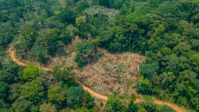 Photo of Foresta pluviale, il cuore verde del Pianeta è sempre più a rischio