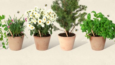 Photo of Una matita per combattere a favore dell’ambiente. SproutWorld: l’azienda che semina alberi