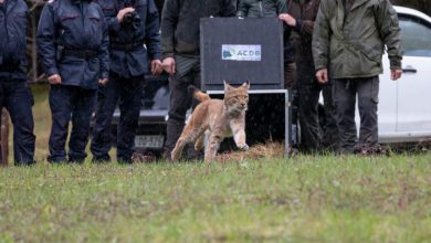 Photo of Progetto Lince: completato il programma di rafforzamento che prevedeva la traslocazione di 5 esemplari