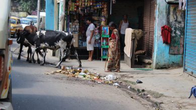Photo of Un’enorme tartaruga di 9 metri è comparsa su una spiaggia in India. Vuole fare riflettere sul problema della plastica